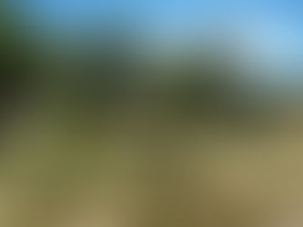 Multa millonaria en La Pampa por abandono de picadas: el Estado cobró más de $43 millones a un establecimiento rural