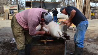 Alertan por un cerdo con triquinosis en La Pampa y refuerzan las medidas de prevención