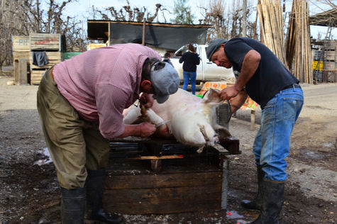 Alertan por un cerdo con triquinosis en La Pampa y refuerzan las medidas de prevención