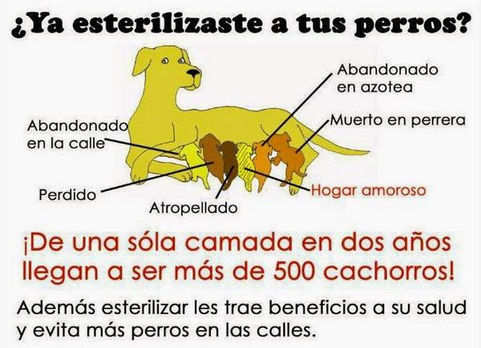 Esterilización gratuita en Winifreda