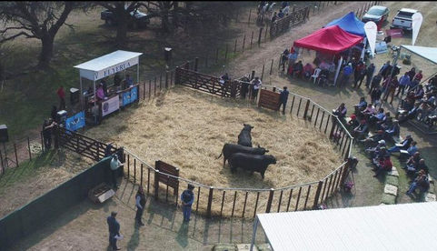 Una cabaña pampeana vendió un toro en 195 mil pesos