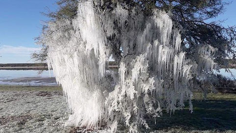 Invierno en La Pampa: Caldén congelado