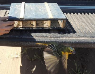 Incautan aves exóticas y hay un demorado