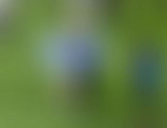 Argentina inicia la cuenta regresiva al Mundial 2026: con los jugadores pampeanos Mac Allister y Capaldo, y el Dr Daniel Martínez