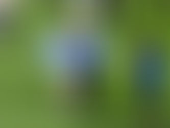 Argentina inicia la cuenta regresiva al Mundial 2026: con los jugadores pampeanos Mac Allister y Capaldo, y el Dr Daniel Martínez