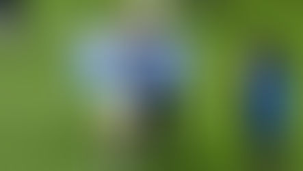 Argentina inicia la cuenta regresiva al Mundial 2026: con los jugadores pampeanos Mac Allister y Capaldo, y el Dr Daniel Martínez