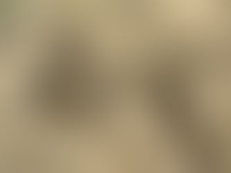 Preocupación por aparición de víboras en Winifreda