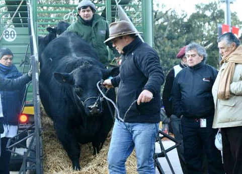 Con 300 animales y 250 stands, arranca La Rural de Santa Rosa