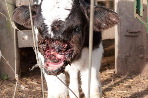 Apareció un ternero mutilado en un campo pampeano