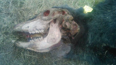 Apareció una vaca mutilada en un campo cerca de Bernasconi