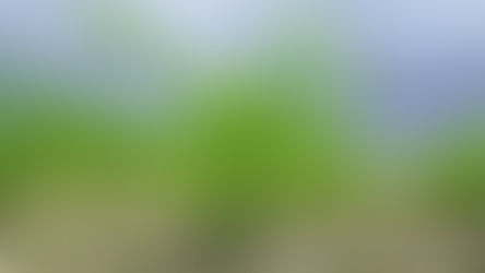 Doble cultivo en La Pampa: ¿es factible?