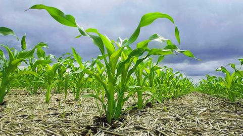 Doble cultivo en La Pampa: ¿es factible?