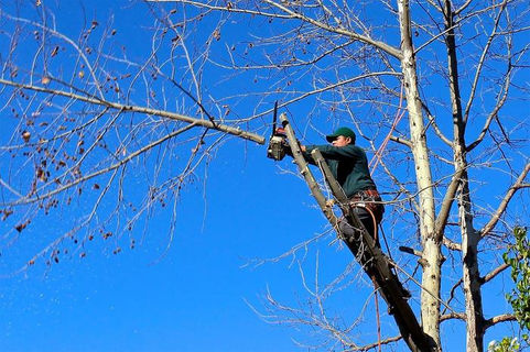 La poda está prohibida en Winifreda