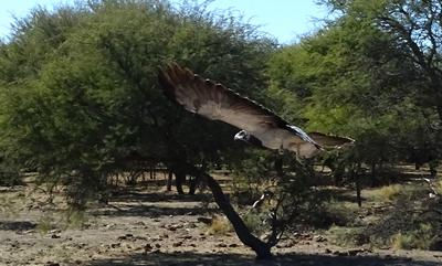 Se liberó un ejemplar de águila mora