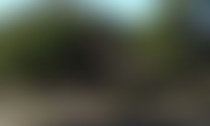 Se liberó un ejemplar de águila mora