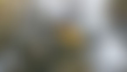 La Pampa posee el 40% de las especies de aves que existen en Argentina