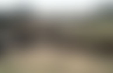 Winifreda: denuncian arboricidio en el Acceso Oeste