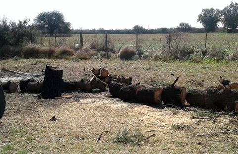 Winifreda: denuncian arboricidio en el Acceso Oeste