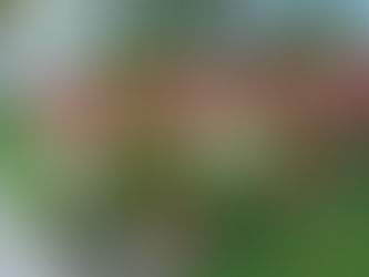 Nuevo concurso de jardines en Winifreda