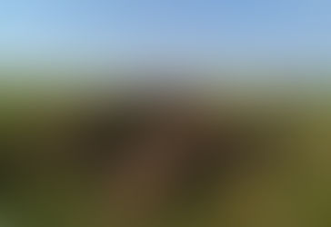 Ola de Calor: cerca de 200 animales muertos por el calor en los últimos días