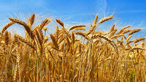 Agricultura pampeana: Sensible incremento de la superficie sembrada de trigo