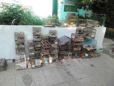 Operativos y secuestros más de 100 aves