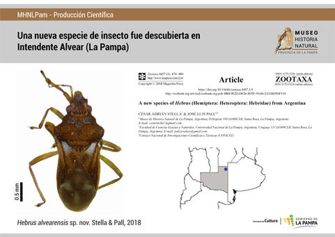 Descubrieron una nueva especie de chinche en la provincia