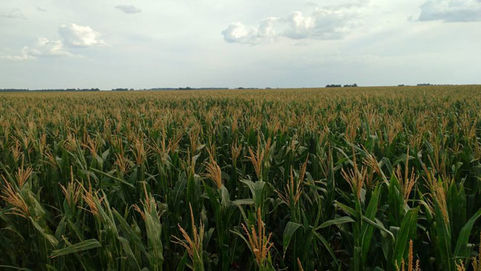 Cultivos de “verano”: criterios para elegir la fecha de siembra óptima