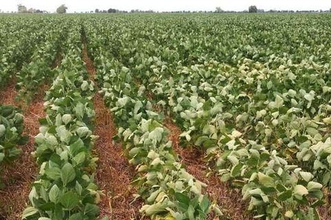 Agricultura: Trigo/soja de segunda o trigo/maíz de segunda