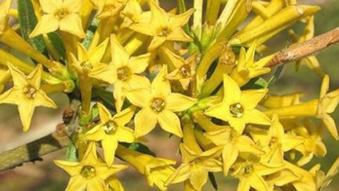 Advierten a los productores por el avance del Duraznillo Negro en territorio de La Pampa