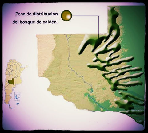Se prorrogó la presentación de Planes de Manejo de la Ley de Bosques