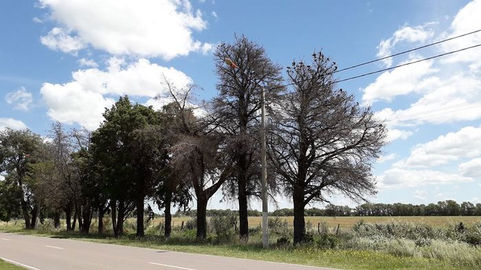 Reemplazo de árboles en el acceso a Winifreda