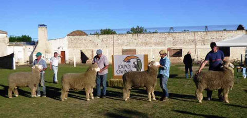 Ganadería: Se realizó con éxito la Expo Ovino de Alpachiri