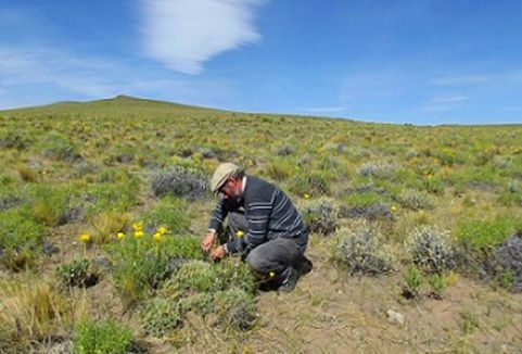 Para qué se usan los “yuyos” en el oeste