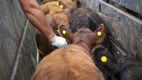 Preocupación de la FAA por posible aumento del precio de la vacuna contra la aftosa