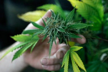 Cannabis medicinal: piden adherir a la ley
