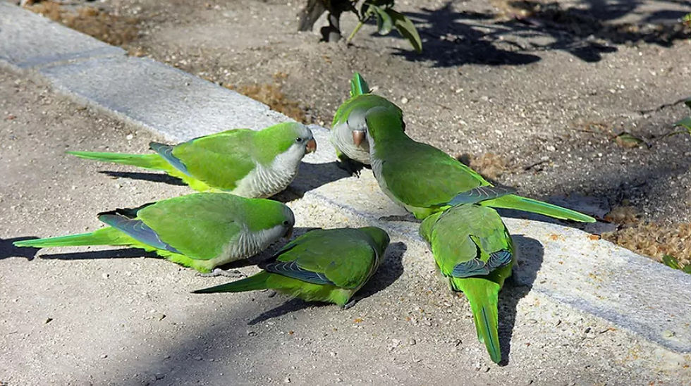 ree