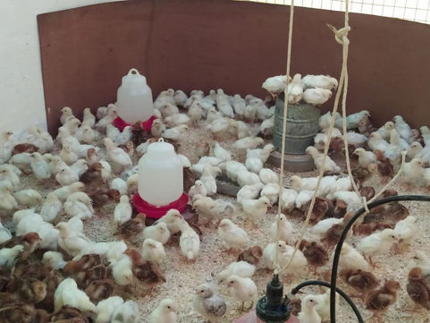 Granja Piloto recibió un plantel de ponedoras