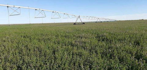 La Pampa participó en la conformación de la Mesa Nacional de alfalfa y apuesta a fortalecer la cadena productiva