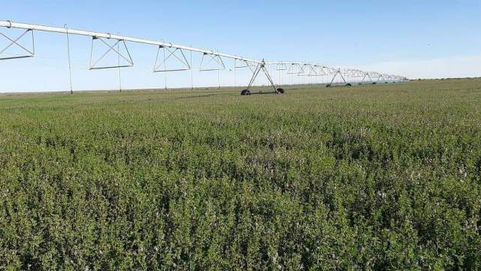 «La mejor alfalfa está en 25 de Mayo»