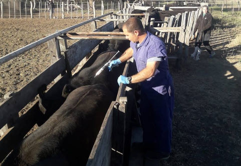 Comienza la primera campaña anual de vacunación contra la aftosa y la brucelosis