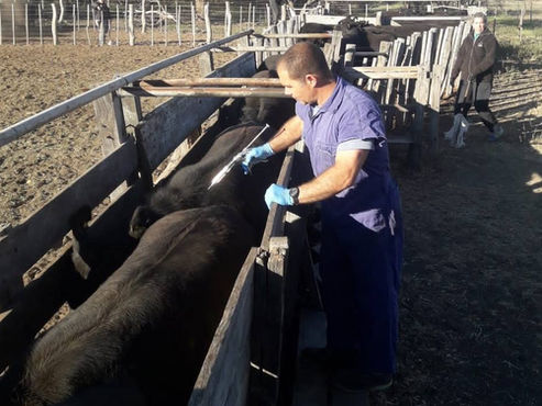 Comienza la Segunda Campaña de Vacunación Contra la Fiebre Aftosa en la zona de Winifreda y Mauricio Mayer