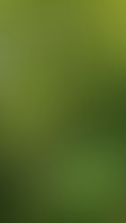 Santa Isabel: una planta de cannabis de 3 metros