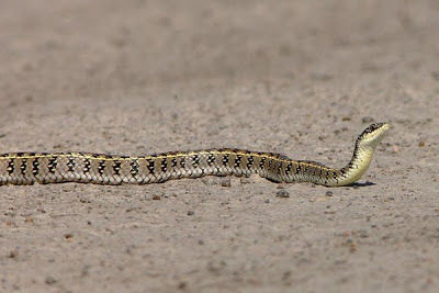 Aparición de especies de víboras en Winifreda