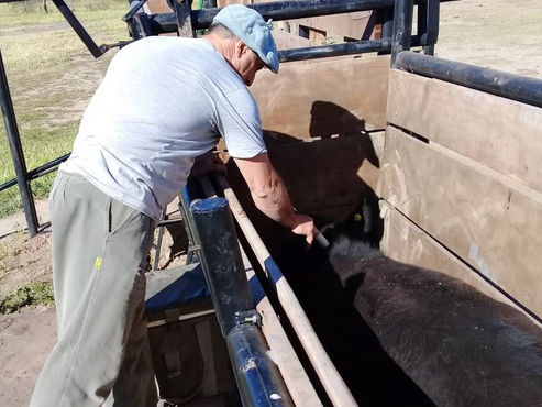 Ya inició la Segunda Campaña de Vacunación Contra la Fiebre Aftosa en Winifreda y Mauricio Mayer