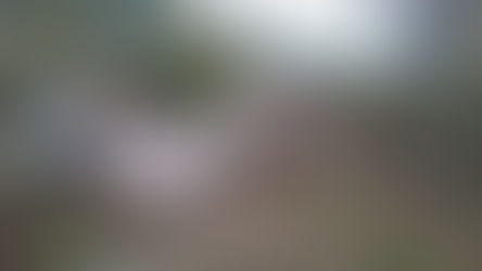 Destrozos en la cancha de Anguilense por caída de eucaliptus