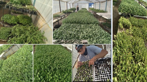 Winifreda: La plantinera municipal tiene plantines de especies de primavera-verano para la venta