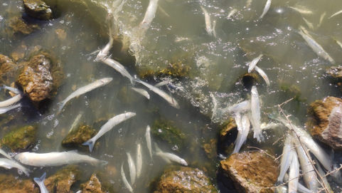 Por la mortandad de peces en las lagunas realizan muestreos bacteriológicos