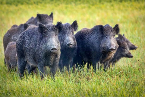 La Pampa oficializó la temporada 2026 de caza mayor de jabalí con perros y refuerza los controles sanitarios y digitales