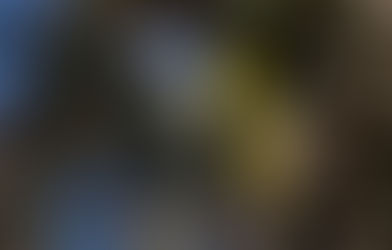 Liberaron cuatro cardenales amarillos en el Parque Luro